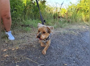 Yoyo, treuer Yorkshireterriermix, ca. 5 Jahre, ca. 31 cm, ca. 9 kg *in 50733 Köln*