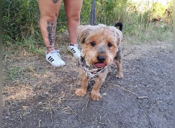 Yoyo, treuer Yorkshireterriermix, ca. 5 Jahre, ca. 31 cm, ca. 9 kg *in 50733 Köln*