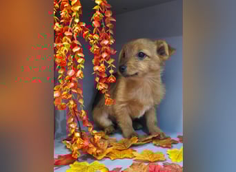 Maja - kleiner Yorkimix sucht Zuhause!