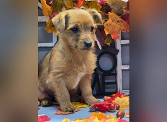 Maja - kleiner Yorkimix sucht Zuhause!