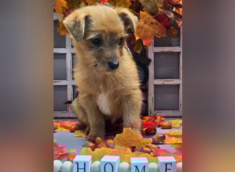 Maja - kleiner Yorkimix sucht Zuhause!