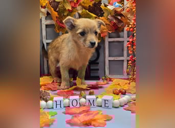 Max - kleiner Herzensbrecher!