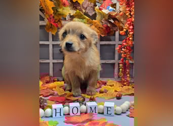 Max - kleiner Herzensbrecher!