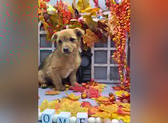 Maja - kleiner Yorkimix sucht Zuhause!