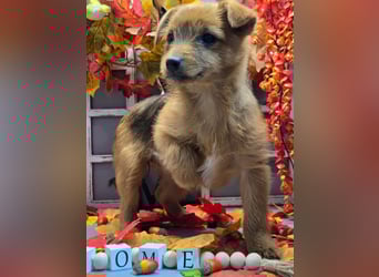 Maja - kleiner Yorkimix sucht Zuhause!