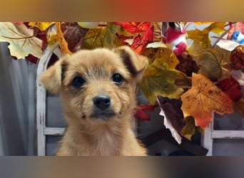 Maja - kleiner Yorkimix sucht Zuhause!