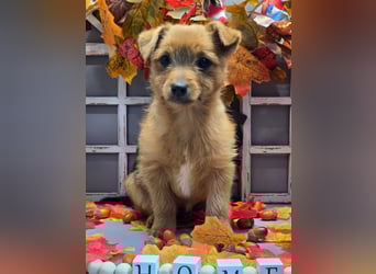 Maja - kleiner Yorkimix sucht Zuhause!