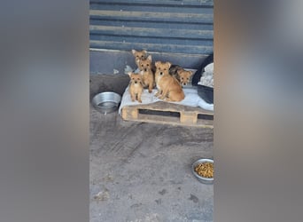 Max - kleiner Herzensbrecher!