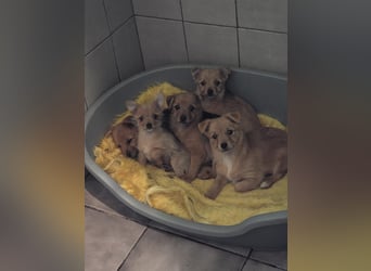 Maja - kleiner Yorkimix sucht Zuhause!