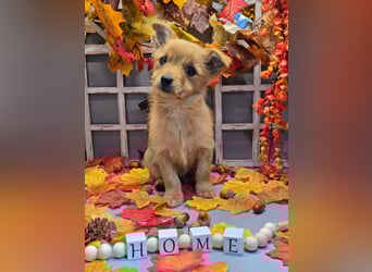 Max - kleiner Herzensbrecher!