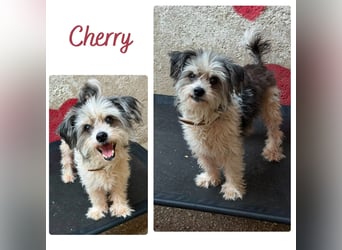 Cherry