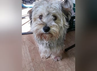 YorkyMix 42M ist eine kleine Knutschkugel
