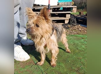 Liebenswerte FRIDA-brav, gehorsam, gesellig, zärtlich, sucht liebevolle Für-immer-Familie