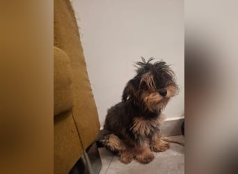 Bezaubernde ILY - fröhliches, gesundes Hundemädchen auf der Suche nach liebevollem Für-immer-Zuhause