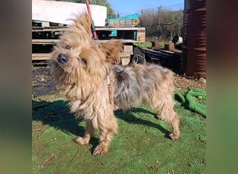 Liebenswerte FRIDA-brav, gehorsam, gesellig, zärtlich, sucht liebevolle Für-immer-Familie