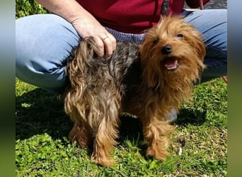 PERLA-unglaublich liebe, anhängliche, sanfte kleine Hündin sucht liebevolles Für-immer-Zuhause