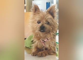 Liebenswerte FRIDA-brav, gehorsam, gesellig, zärtlich, sucht liebevolle Für-immer-Familie