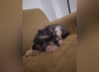 Bezaubernde ILY - fröhliches, gesundes Hundemädchen auf der Suche nach liebevollem Für-immer-Zuhause