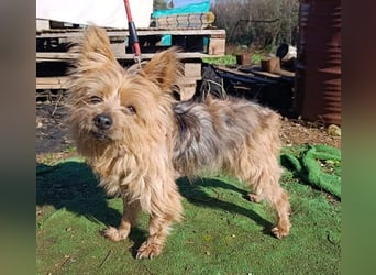 Liebenswerte FRIDA-brav, gehorsam, gesellig, zärtlich, sucht liebevolle Für-immer-Familie