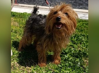 PERLA-unglaublich liebe, anhängliche, sanfte kleine Hündin sucht liebevolles Für-immer-Zuhause