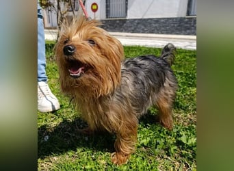 PERLA-unglaublich liebe, anhängliche, sanfte kleine Hündin sucht liebevolles Für-immer-Zuhause