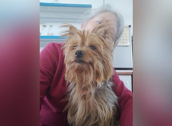 PERLA-unglaublich liebe, anhängliche, sanfte kleine Hündin sucht liebevolles Für-immer-Zuhause