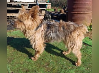 Liebenswerte FRIDA-brav, gehorsam, gesellig, zärtlich, sucht liebevolle Für-immer-Familie