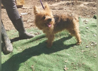 Liebenswerte FRIDA-brav, gehorsam, gesellig, zärtlich, sucht liebevolle Für-immer-Familie