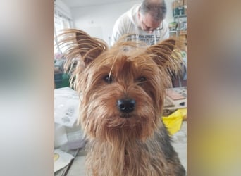 PERLA-unglaublich liebe, anhängliche, sanfte kleine Hündin sucht liebevolles Für-immer-Zuhause