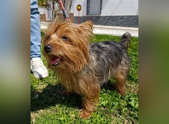 PERLA-unglaublich liebe, anhängliche, sanfte kleine Hündin sucht liebevolles Für-immer-Zuhause