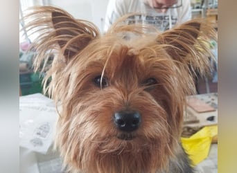 PERLA-unglaublich liebe, anhängliche, sanfte kleine Hündin sucht liebevolles Für-immer-Zuhause