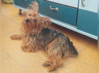 PERLA-unglaublich liebe, anhängliche, sanfte kleine Hündin sucht liebevolles Für-immer-Zuhause