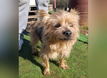 Liebenswerte FRIDA-brav, gehorsam, gesellig, zärtlich, sucht liebevolle Für-immer-Familie