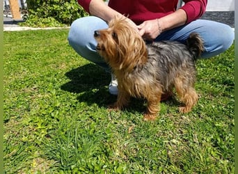 PERLA-unglaublich liebe, anhängliche, sanfte kleine Hündin sucht liebevolles Für-immer-Zuhause