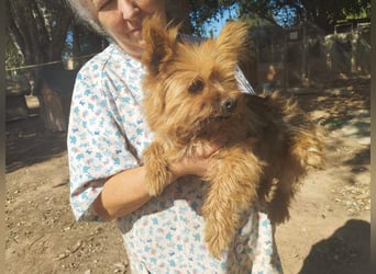 Liebenswerte FRIDA-brav, gehorsam, gesellig, zärtlich, sucht liebevolle Für-immer-Familie