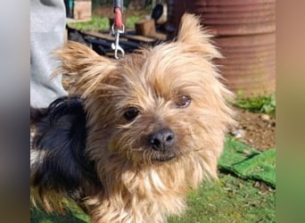 Liebenswerte FRIDA-brav, gehorsam, gesellig, zärtlich, sucht liebevolle Für-immer-Familie