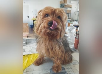 PERLA-unglaublich liebe, anhängliche, sanfte kleine Hündin sucht liebevolles Für-immer-Zuhause