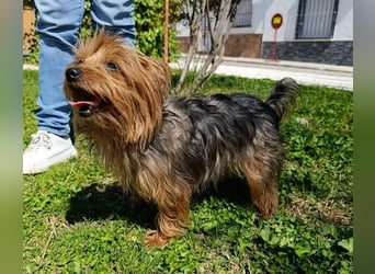 PERLA-unglaublich liebe, anhängliche, sanfte kleine Hündin sucht liebevolles Für-immer-Zuhause