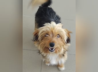Benny, Yorkshire-Mix, Rüde, ca. 1 Jahr, ca. 25 cm, 3,5 kg
