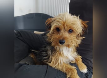 Benny, Yorkshire-Mix, Rüde, ca. 1 Jahr, ca. 25 cm, 3,5 kg