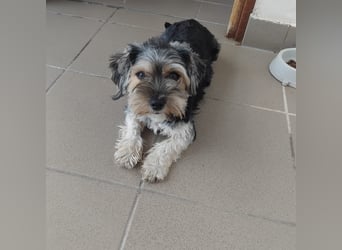 Penny, Yorkshire-Mix, Hündin, geb. am 16.02.2025, ca. 25 cm, 4,9 kg