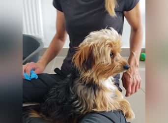 Benny, Yorkshire-Mix, Rüde, ca. 1 Jahr, ca. 25 cm, 3,5 kg