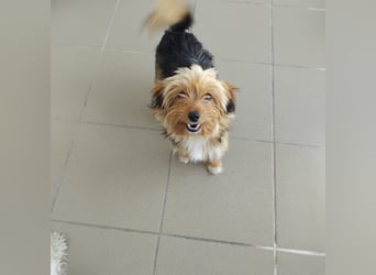 Benny, Yorkshire-Mix, Rüde, ca. 1 Jahr, ca. 25 cm, 3,5 kg