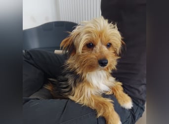 Benny, Yorkshire-Mix, Rüde, ca. 1 Jahr, ca. 25 cm, 3,5 kg