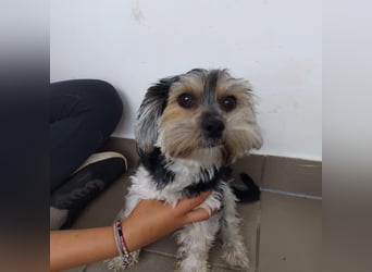 Penny, Yorkshire-Mix, Hündin, geb. am 16.02.2025, ca. 25 cm, 4,9 kg