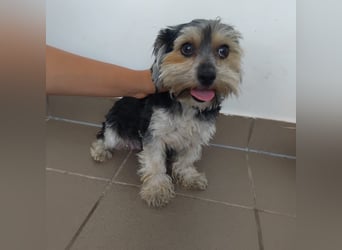 Penny, Yorkshire-Mix, Hündin, geb. am 16.02.2025, ca. 25 cm, 4,9 kg