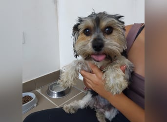 Penny, Yorkshire-Mix, Hündin, geb. am 16.02.2025, ca. 25 cm, 4,9 kg