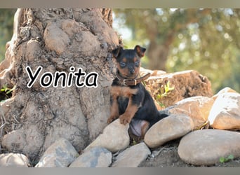 Kann Yonita bald in deinem Zuhause glücklich werden?