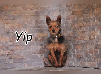 Schenkst du Yip sein eigenes Körbchen?