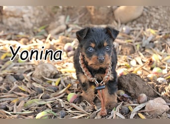 Bist du bereit, Yonina zu zeigen, wie schön ein Zuhause sein kann?